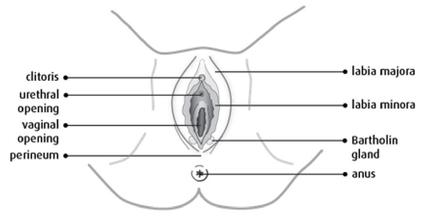 An image of a labelled diagram of the female vaginal/anus area. Labels include: clitoris, urethral opening, vaginal opening, perineum, labia majora, labia minora, bartholin gland, anus