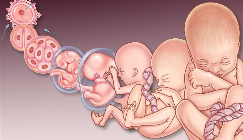 An image that shows the different stages of how a baby develops - the first graphic is of the egg, as it then develops into a foetus and then into a fully formed baby.